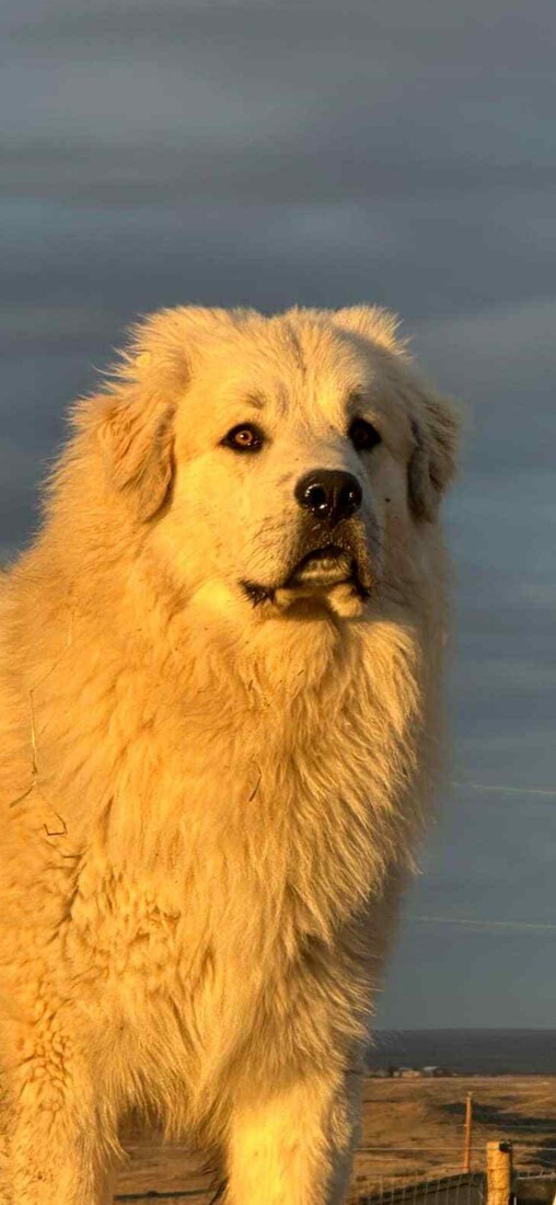 FDM Bowser of STHH (Bowser)