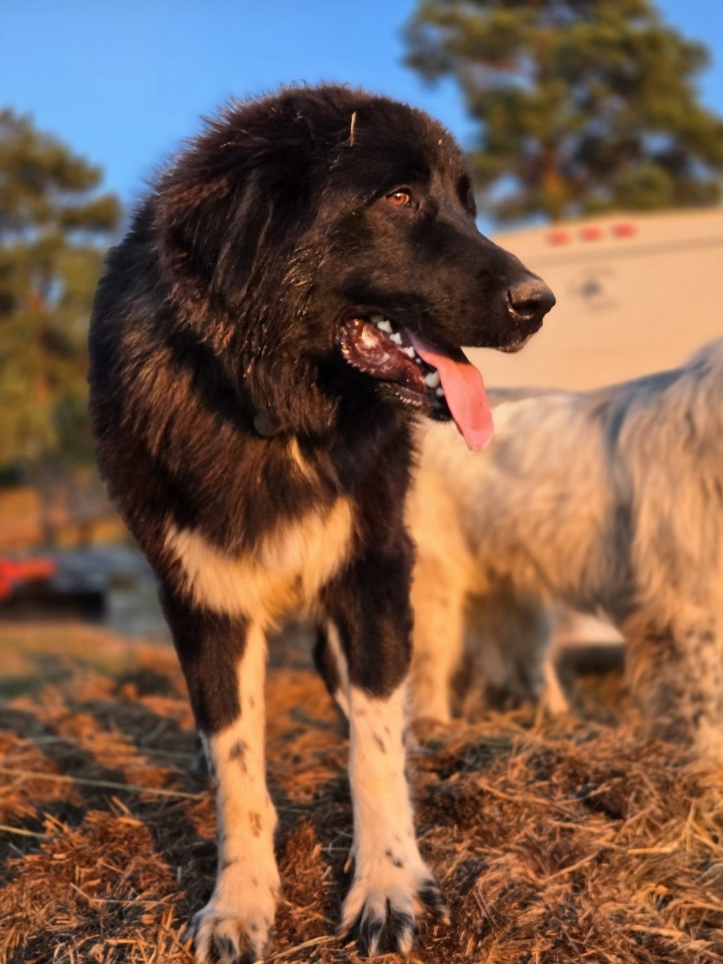 T23 Octavia (Octavia)