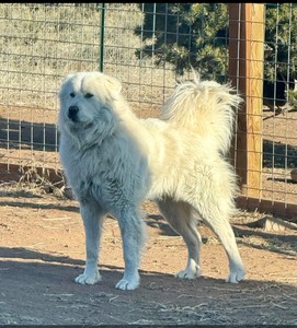 HFR Grover of OUM